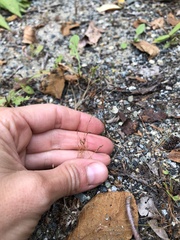 Bulbostylis capillaris