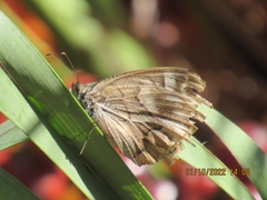 Hipparchia fidia