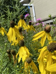 Rudbeckiinae