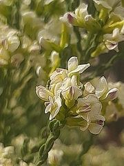 Amphithalea vlokii