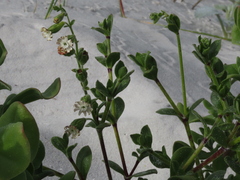 Silene crassifolia