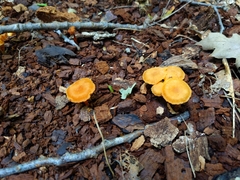 Pluteus chrysophlebius