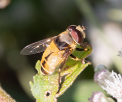 Palpada pusilla