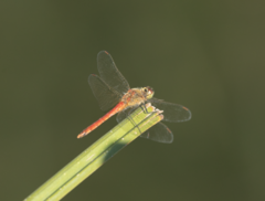 Sympetrum depressiusculum