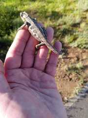 Bradypodion occidentale