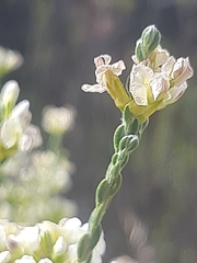 Amphithalea vlokii