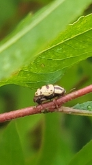 Cryptocephalus mutabilis