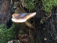 Pluteus cervinus