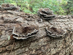 Polyporaceae
