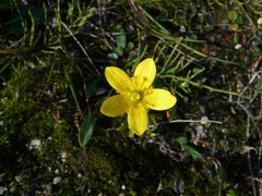 Saxifraga hirculus