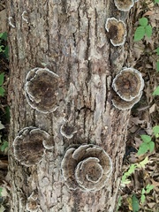 Polyporaceae
