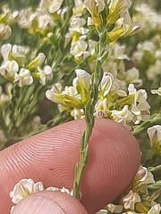 Amphithalea vlokii