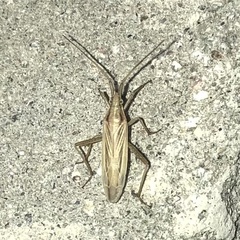 Stenodema trispinosum