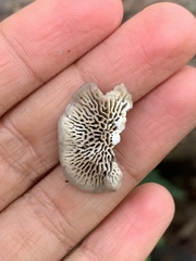 Polyporaceae