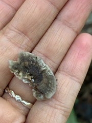 Polyporaceae