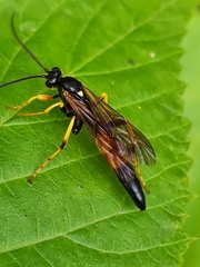 Ichneumon confusor