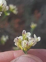 Amphithalea vlokii