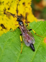 Ichneumon confusor