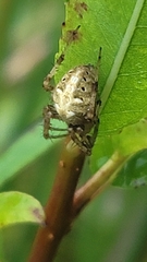 Neoscona arabesca