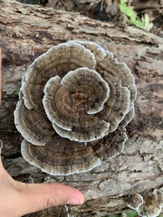 Polyporaceae