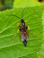 Ichneumon confusor