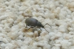 Otiorhynchus rugosostriatus