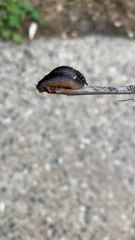Arion hortensis