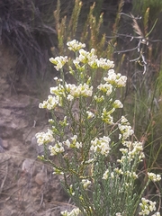 Amphithalea vlokii