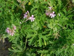 Pelargonium