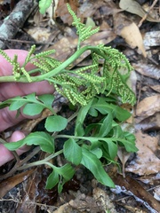 Sceptridium biternatum