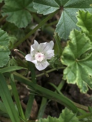 Malva neglecta