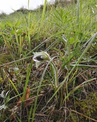 Pulsatilla