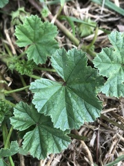 Malva neglecta
