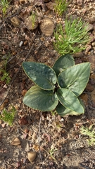 Pelargonium asarifolium
