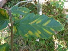 Litylenchus crenatae