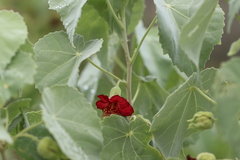 Abutilon menziesii