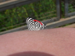 Diaethria clymena