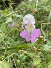 Impatiens balfourii