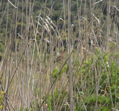 Ixobrychus minutus payesii