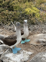 Sula nebouxii excisa