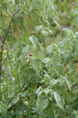 Abutilon menziesii
