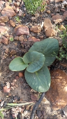Pelargonium asarifolium