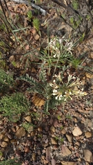 Pelargonium trifoliolatum