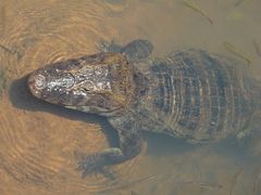 Caiman latirostris