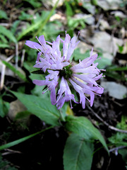 Knautia dipsacifolia