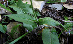 Knautia dipsacifolia