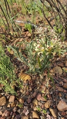Pelargonium trifoliolatum
