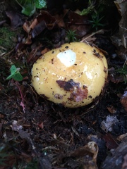 Russula ochroleuca