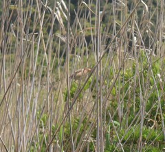 Ixobrychus minutus payesii
