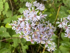 Symphyotrichum undulatum